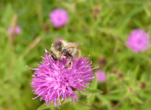 Shrill Carder Bee