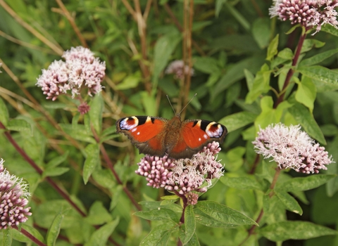 Peacock butterfly