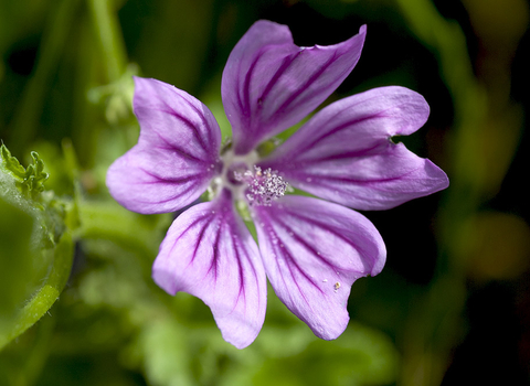 Common Mallow