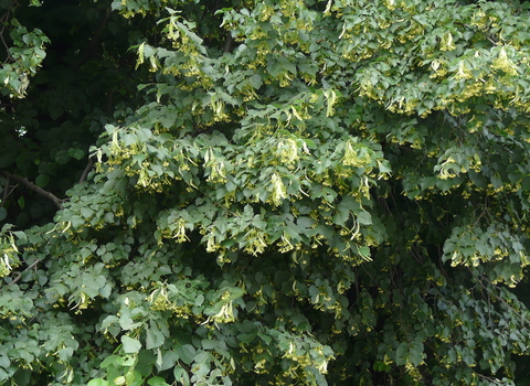 Small-leaved Lime