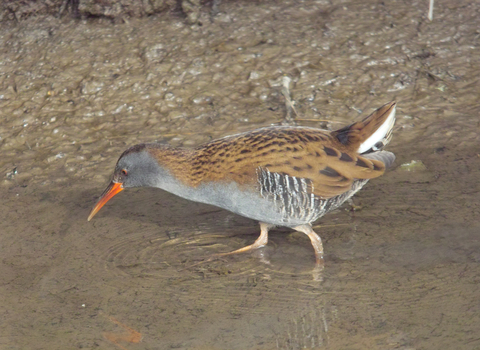 Water Rail