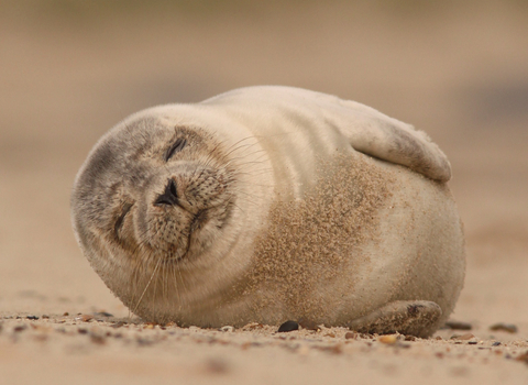 Common Seal 