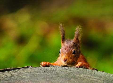 image of red squirrel eating - copyright andy naylor