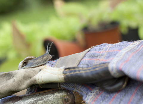 image of snail on gardening gloves with pot plants behind - copyright tom marshall