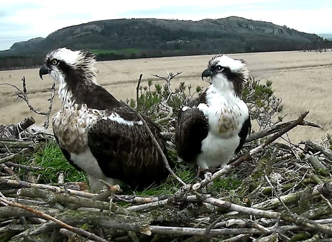 www ospreys org uk