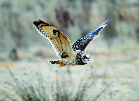 image of a short eared owl in flight in winter -copyright amy lewis