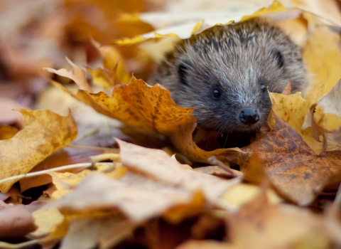 Hedgehog in autumn leaves © Tom Marshall