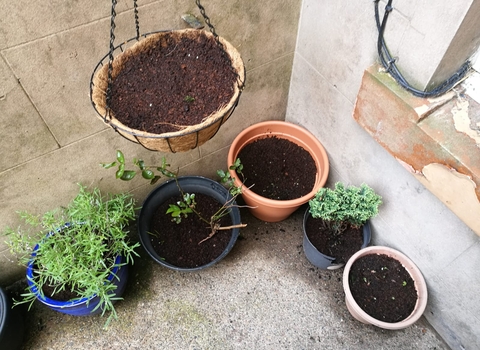 wildflower pots and a windowsill garden 