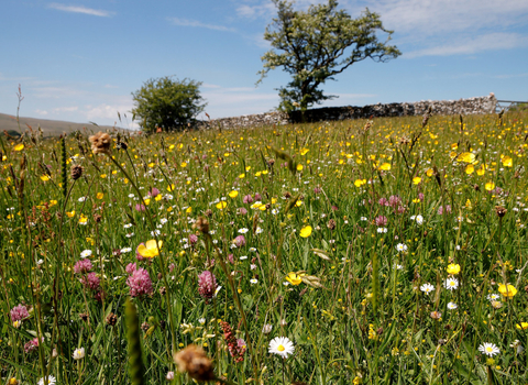 Image of meadows at Bowberhead Farm