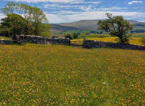 Smardale | Cumbria Wildlife Trust