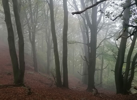 Image of Staveley woodlands © Danni Chalmers