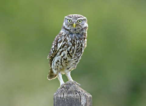 Birds of prey  Cumbria Wildlife Trust