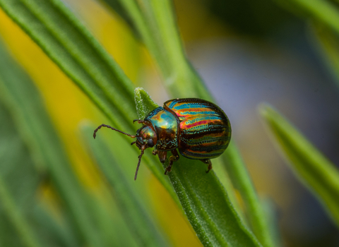 A shiny green and red rosemary beetle