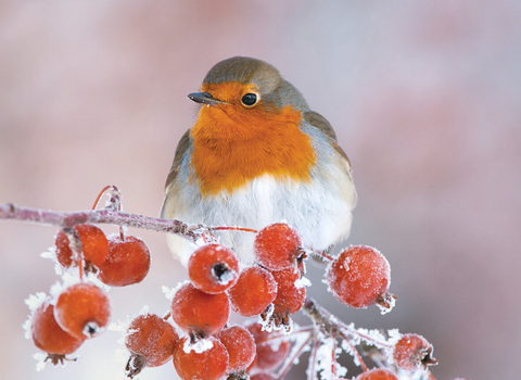 robin on frosted winter red berries - Cumbria Wildlife Trust Christmas cards 