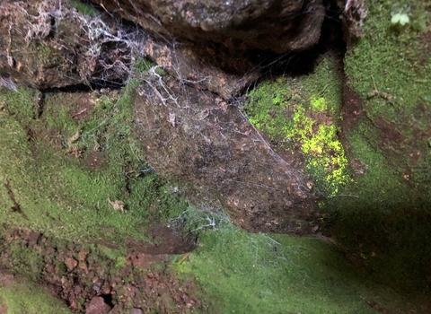 A patch of goblin's gold, a luminous green moss, growing on a cobweb covered stone wall