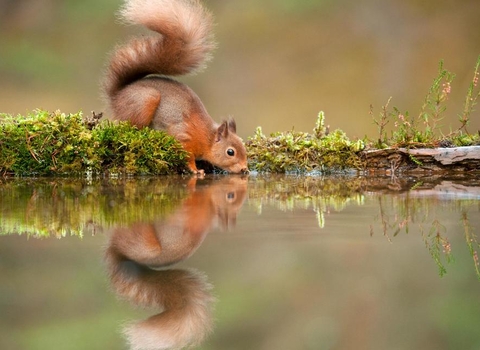 Home | Cumbria Wildlife Trust