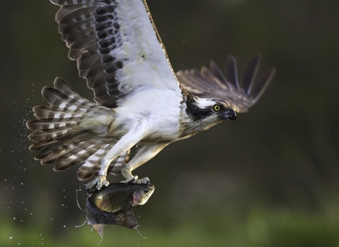 Osprey (pandion haliaetus) fishing, Cairngorms National Park, Scotland - copyright Peter Cairns/2020Vision