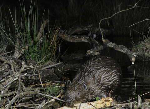 Beaver building a dam credit Nick Upton