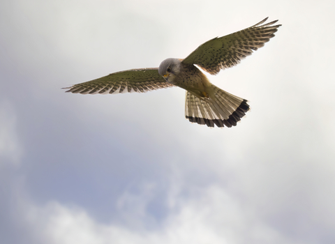 A kestrel hovering against a cloudy sky