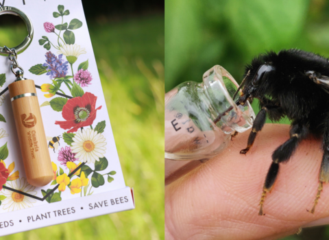 A mixed image of a bamboo Beevive bee revival kit and a tired bumblebee on a person's finger.
