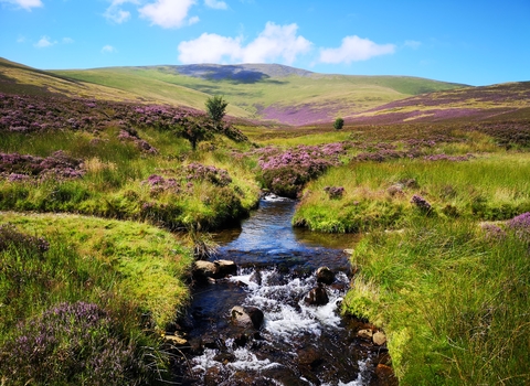 Skiddaw Forest landscape featuring stream and purple heather credit  Joe Murphy