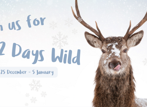 12 Days Wild 2024 header graphic