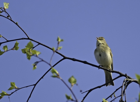 Willow warbler singing in birch tree copyright Chris Gomersall/2020VISION