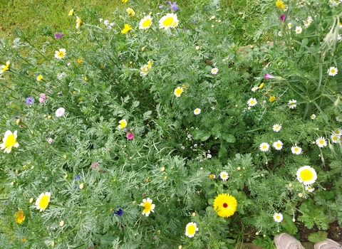 yellow white purple mix of wildflowers in bloom