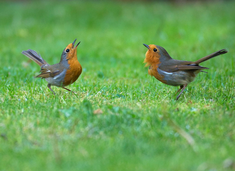 Robins credit Jon Hawkins - Surrey Hills Photography