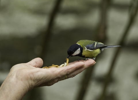 Great tit taking mealworm from person's hand - copyright Mark Hamblin/2020VISION