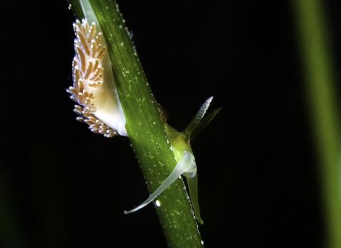 A colourful nudibranch (Facelina auriculata) searching for its food of small hydroids by climbing on a blade of seagrass (eelgrass: Zostera marina) meadow. Helford Estuary, Cornwall, England, British Isles. © Alexander Mustard/2020VISION