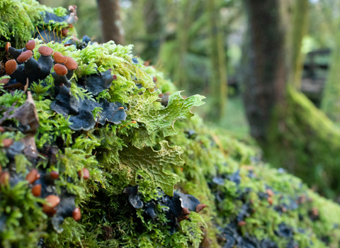 Tree lungwort growing in a forest, with trees in the background