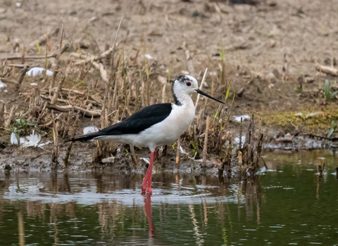 A black-winged stilt wading through a mud-fringed pool, its extremely long pink legs keeping the black and white body well above the water