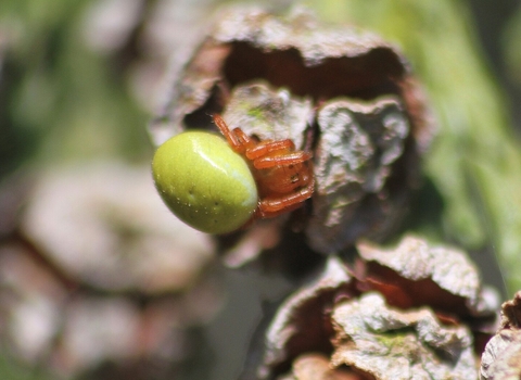 A cucumber spider sitting on a cypress cone. It's a yellowish-brown spider with a bright apple green abdomen, looking a little like a squashed tennis ball