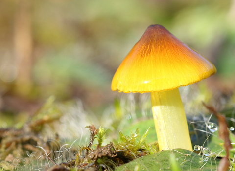 A glossy, yellow-coloured waxcap fungi with a pointed top